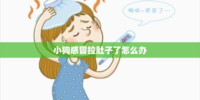 小狗感冒拉肚子了怎么办 小狗感冒拉肚子了怎么办
