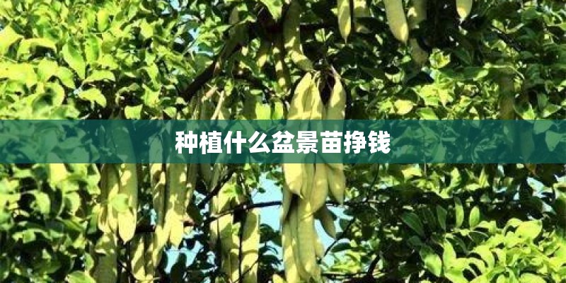 种植什么盆景苗挣钱