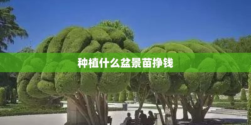 种植什么盆景苗挣钱