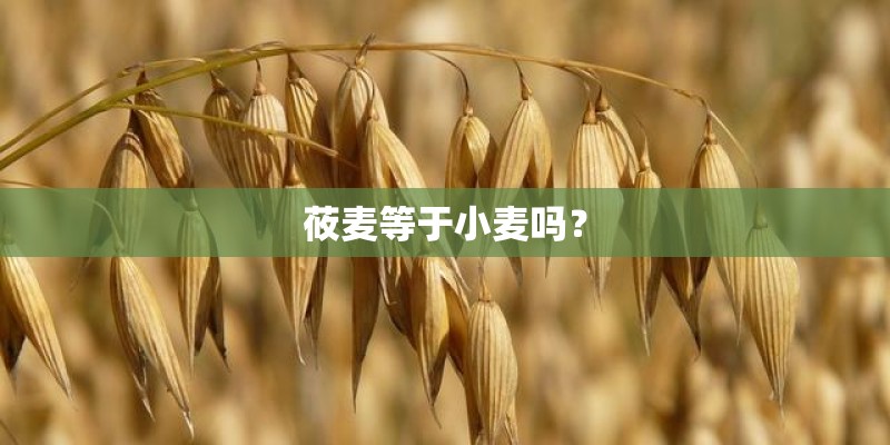 莜麦等于小麦吗？