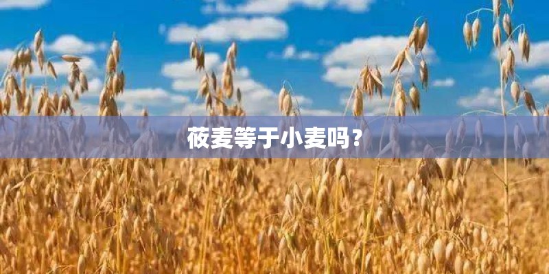 莜麦等于小麦吗？