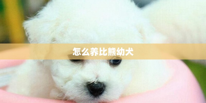 怎么养比熊幼犬