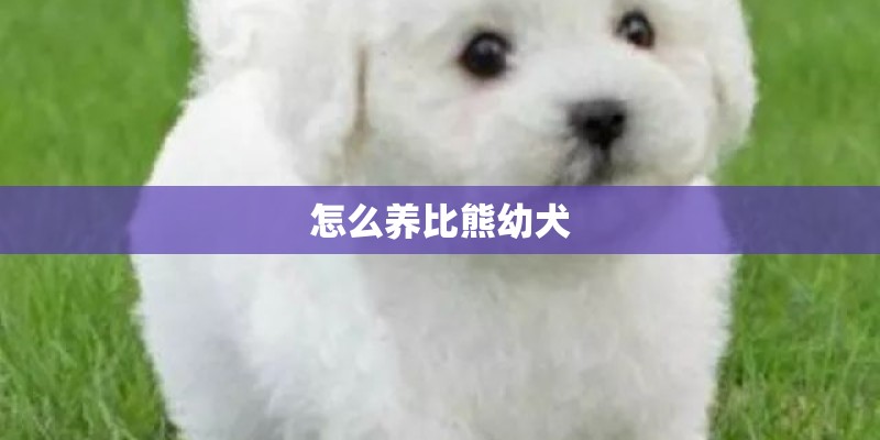怎么养比熊幼犬
