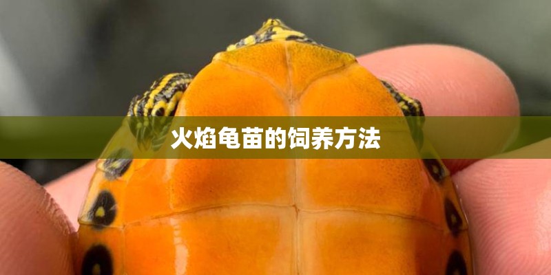 火焰龟苗的饲养方法