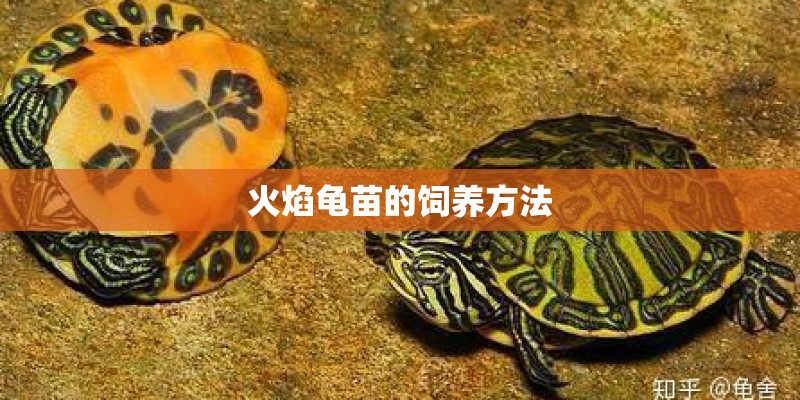 火焰龟苗的饲养方法 火焰龟苗的饲养方法
