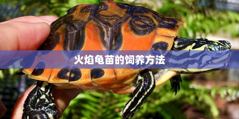 火焰龟苗的饲养方法 火焰龟苗的饲养方法