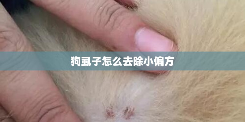 狗虱子怎么去除小偏方