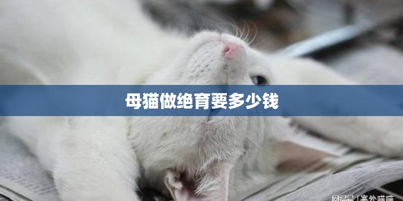 母猫做绝育要多少钱