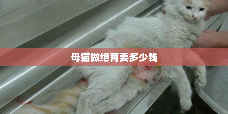母猫做绝育要多少钱