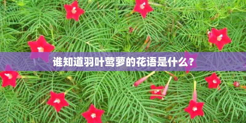 谁知道羽叶莺萝的花语是什么？