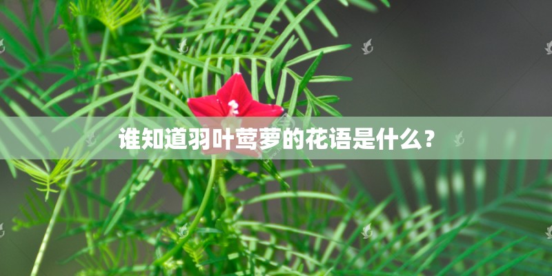 谁知道羽叶莺萝的花语是什么？