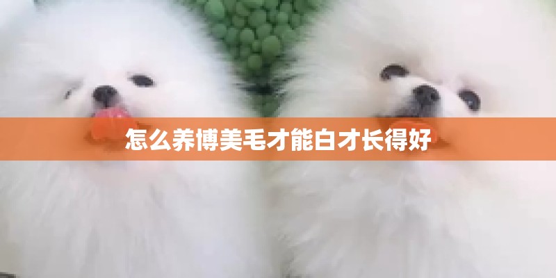 怎么养博美毛才能白才长得好