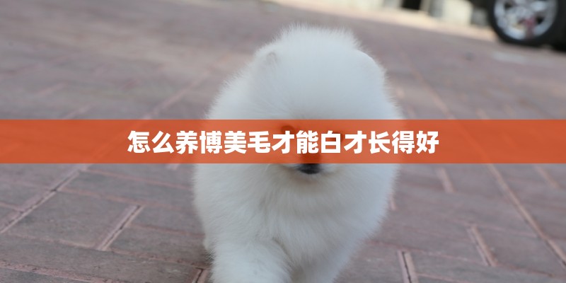 怎么养博美毛才能白才长得好