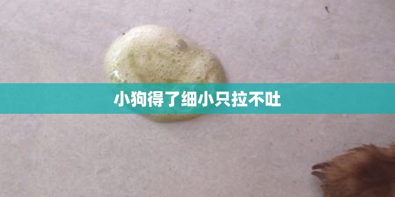 小狗得了细小只拉不吐 小狗得了细小只拉不吐