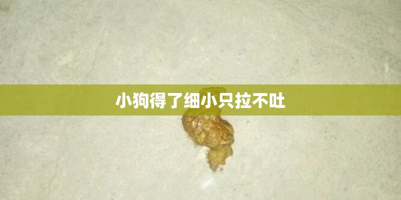 小狗得了细小只拉不吐 小狗得了细小只拉不吐