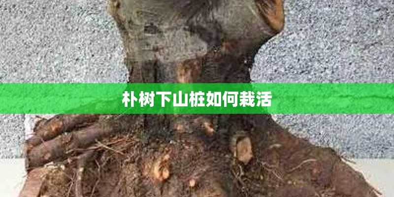 朴树下山桩如何栽活 朴树下山桩如何栽活