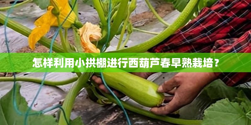怎样利用小拱棚进行西葫芦春早熟栽培? 怎样利用小拱棚进行西葫芦春早熟栽培?