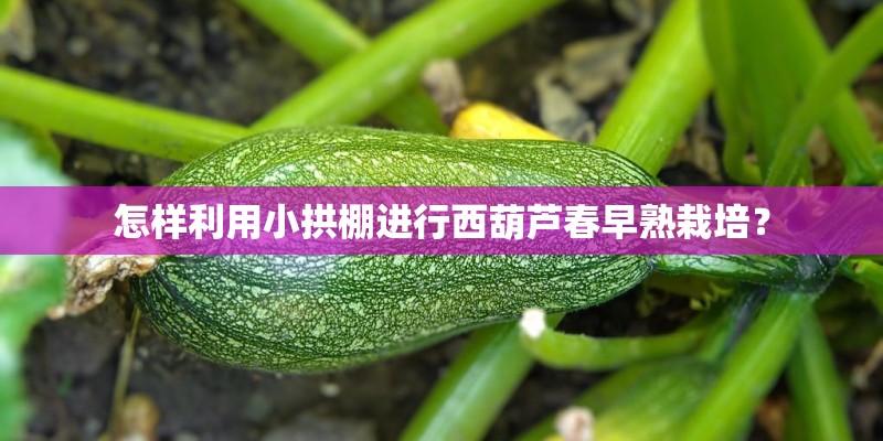 怎样利用小拱棚进行西葫芦春早熟栽培? 怎样利用小拱棚进行西葫芦春早熟栽培?
