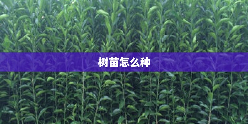 树苗怎么种