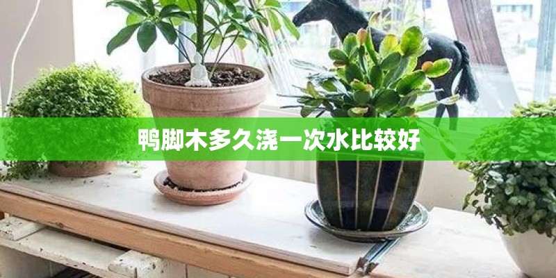 鸭脚木多久浇一次水比较好