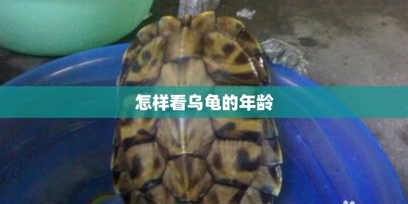 怎样看乌龟的年龄