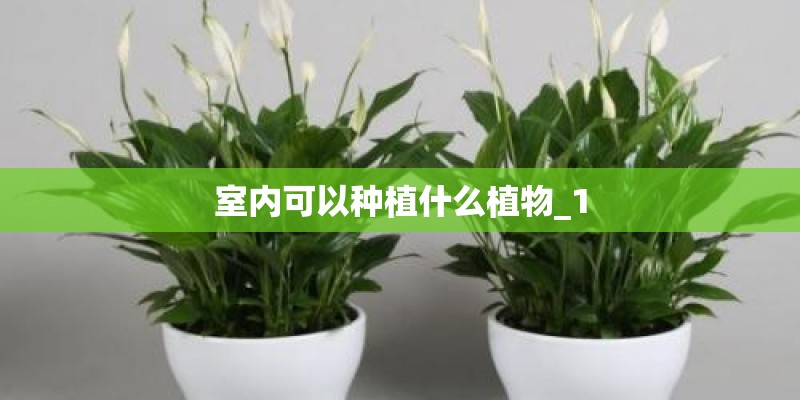 室内可以种植什么植物_1