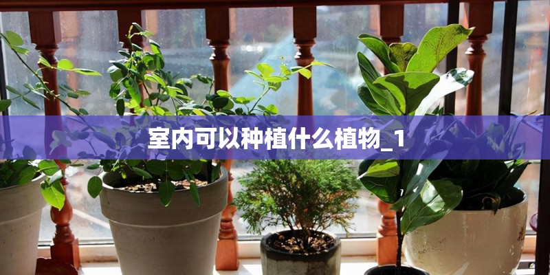 室内可以种植什么植物_1