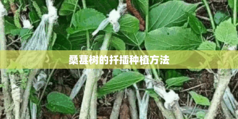 桑葚树的扦插种植方法 桑葚树的扦插种植方法