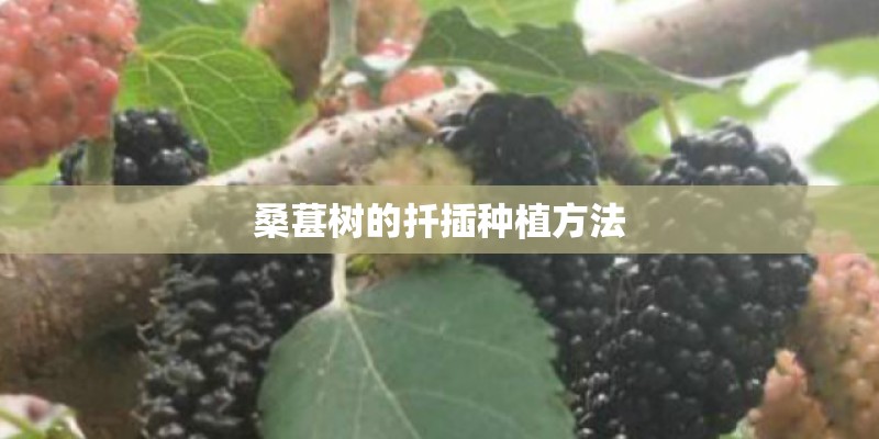 桑葚树的扦插种植方法 桑葚树的扦插种植方法