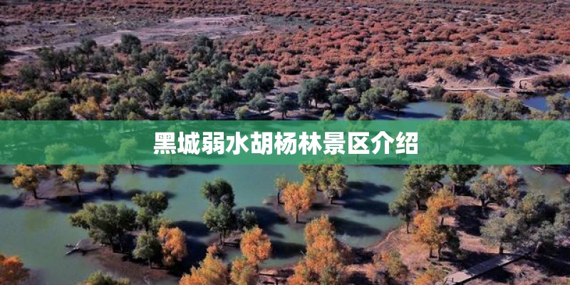 黑城弱水胡杨林景区介绍