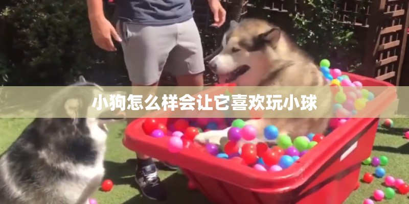 小狗怎么样会让它喜欢玩小球