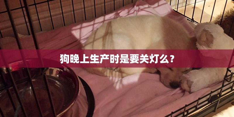 狗晚上生产时是要关灯么？