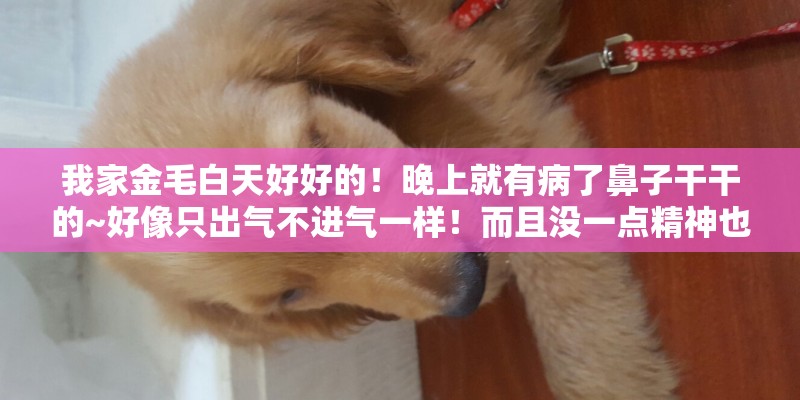 我家金毛白天好好的！晚上就有病了鼻子干干的~好像只出气不进气一样！而且没一点精神也不吃不喝的！白...