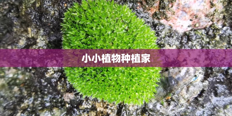 小小植物种植家 小小植物种植家