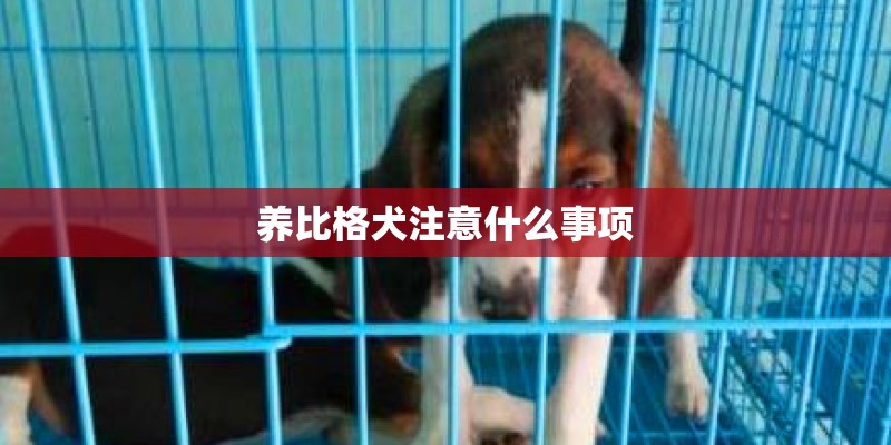 养比格犬注意什么事项 养比格犬注意什么事项