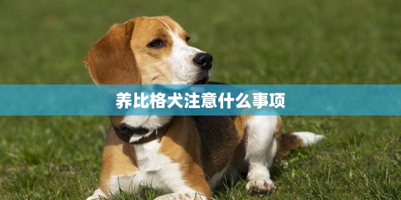 养比格犬注意什么事项 养比格犬注意什么事项