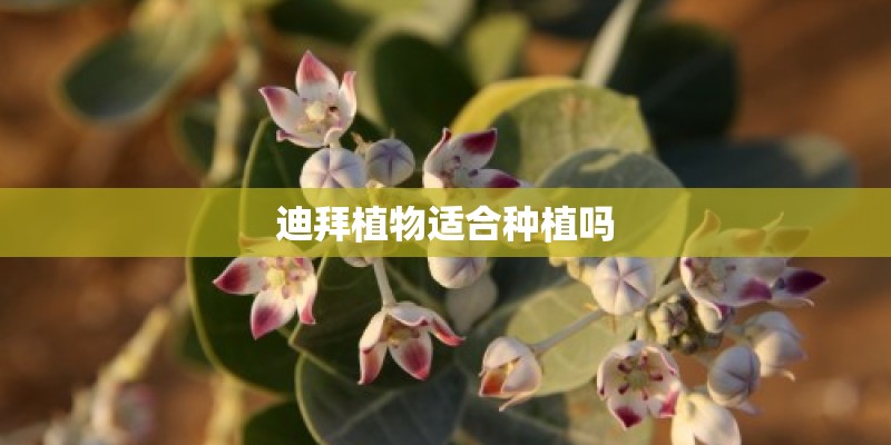 迪拜植物适合种植吗