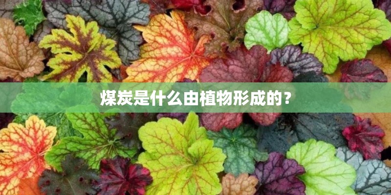 煤炭是什么由植物形成的？
