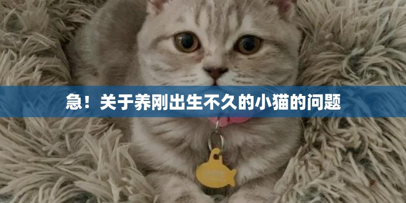 急！关于养刚出生不久的小猫的问题