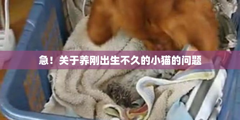 急！关于养刚出生不久的小猫的问题