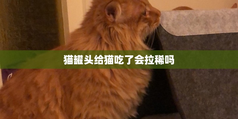 猫罐头给猫吃了会拉稀吗