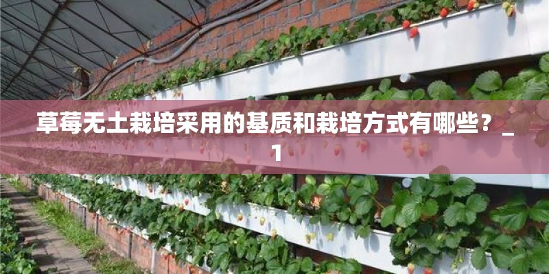 草莓无土栽培采用的基质和栽培方式有哪些？_1