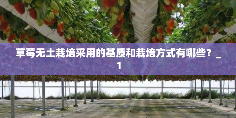草莓无土栽培采用的基质和栽培方式有哪些？_1