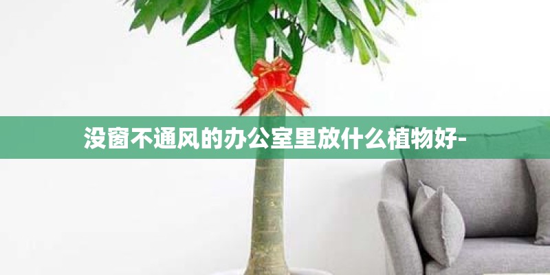 没窗不通风的办公室里放什么植物好-