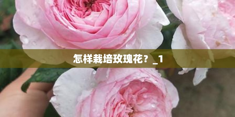 怎样栽培玫瑰花？_1