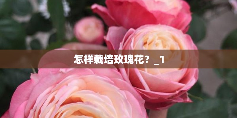怎样栽培玫瑰花？_1