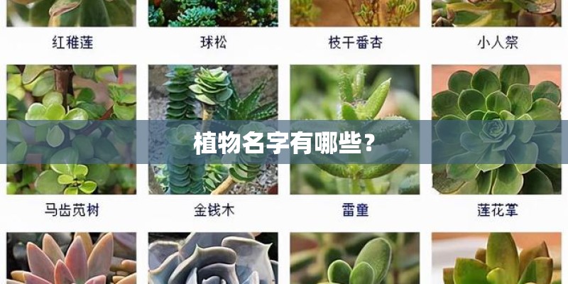 国家认可的十大品牌dha