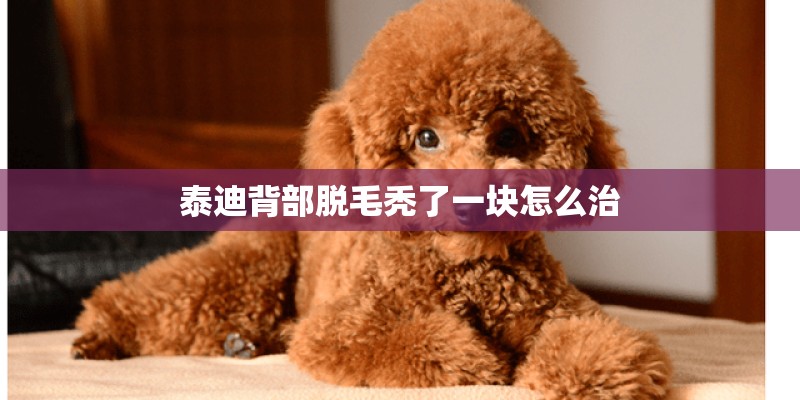泰迪背部脱毛秃了一块怎么治