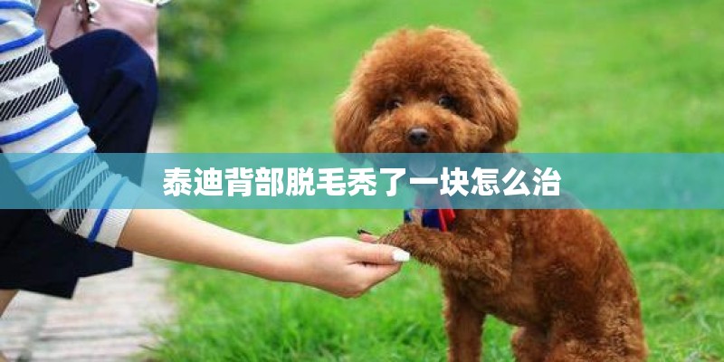 泰迪背部脱毛秃了一块怎么治 泰迪背部脱毛秃了一块怎么治