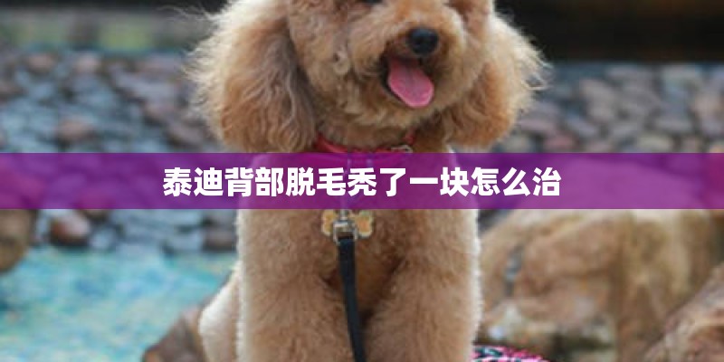泰迪背部脱毛秃了一块怎么治 泰迪背部脱毛秃了一块怎么治